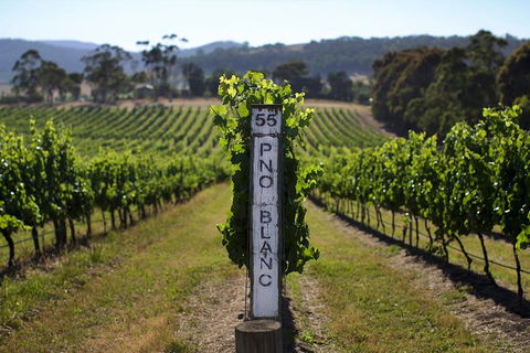 Small Group 6 Guests: Ultimate Yarra Valley Food And Wine - Mercedes Van - Accommodation ACT 8