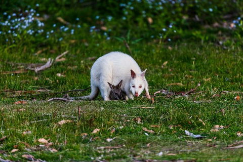 Bruny Island All Inclusive Gourmet Day Trip From Hobart - Accommodation ACT 26