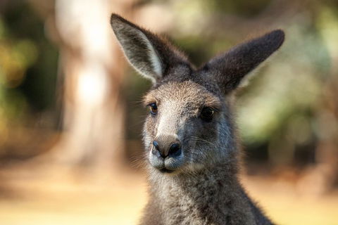 Port Arthur And Tassie Devils Active Day Tour From Hobart - Accommodation ACT 12