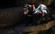 Port Arthur And Tassie Devils Active Day Tour From Hobart - thumb 5