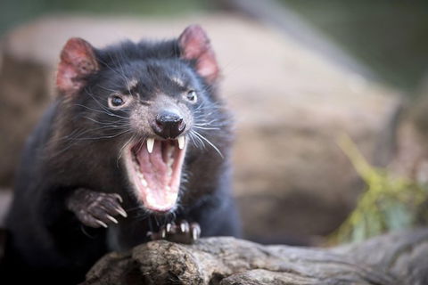 Port Arthur And Tassie Devils Active Day Tour From Hobart - Accommodation ACT 2
