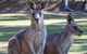 Port Arthur And Tassie Devils Active Day Tour From Hobart - thumb 10