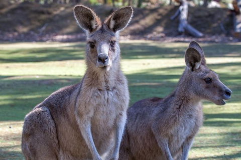 Port Arthur And Tassie Devils Active Day Tour From Hobart - Accommodation ACT 10
