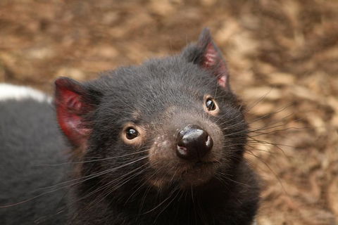 Day Tour In Mt. Field, Mt. Wellington, Bonorong Wildlife Sanctuary And Richmond - Accommodation ACT 1