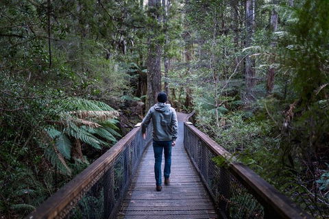 Small-group DayTour From Hobart: Hastings Caves, Huon Valley And Tahune AirWalk - Accommodation ACT 11