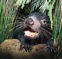 Hobart Shore Excursion Half Day Bonorong Wildlife Park with Richmond Tour - Accommodation ACT