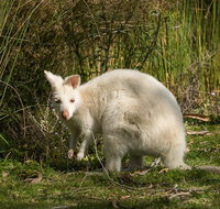 Bruny Island premium private photo-oriented day tour from Hobart - Accommodation ACT