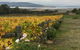 Mona And Wine Experience Tour - thumb 0