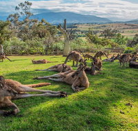 Shore Excursion Hobart's Best In Half A Day - Accommodation ACT