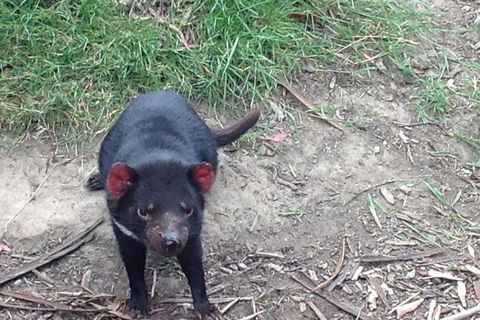 South East Food, Sightseeing Private Tour With The Tasmanian Devil Unzoo - Accommodation ACT 0