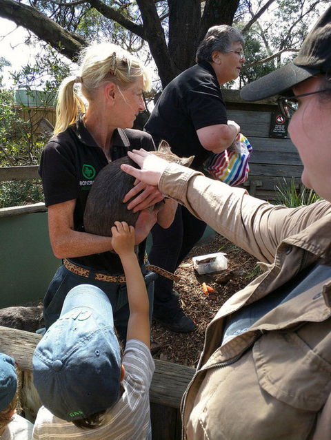 Private Bonorong Wildlife Sanctuary And Richmond 5 Hour Trip From Hobart - Accommodation ACT 5