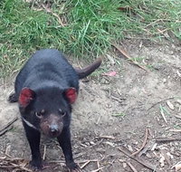 Private Bonorong Wildlife Sanctuary and Richmond 5 Hour Trip from Hobart - Accommodation ACT