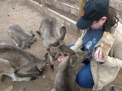 Private Bonorong Wildlife Sanctuary And Richmond 5 Hour Trip From Hobart - Accommodation ACT 3
