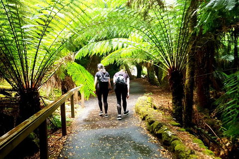 Mount Field National Park - Tarn Shelf & Russell Falls - Guided Hiking Tour - Accommodation ACT 7