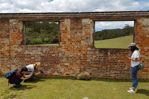 3-Day: Hobart Nature Walking Tour: Maria Island, Cape Raoul & Mount Field - Accommodation ACT 8