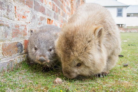 3-Day: Hobart Nature Walking Tour: Maria Island, Cape Raoul & Mount Field - Accommodation ACT 4