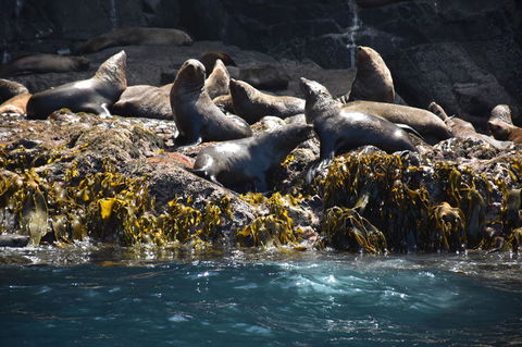 Full-Day Bruny Island Tour From Hobart - Accommodation ACT 15