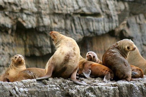 Day Trip To Tasman Peninsula And Port Arthur Historic Site From Hobart - Accommodation ACT 14