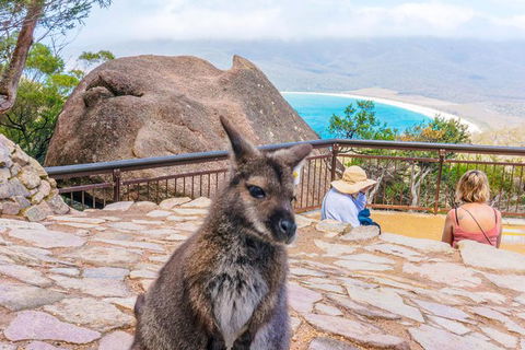 Wineglass Bay & Freycinet NP Full Day Tour From Hobart Via Richmond Village - Accommodation ACT 2