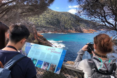 Wineglass Bay & Freycinet NP Full Day Tour From Hobart Via Richmond Village - Accommodation ACT 3