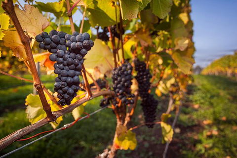Half Day Tamar Valley Wine Tour - Accommodation ACT 2