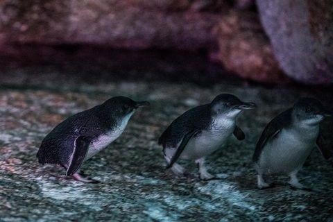 4-Day Tasmania East Coast Adventure From Launceston To Hobart Including Bay Of Fires, Wineglass Bay, Bruny Island And Port Arthu - Accommodation ACT 3