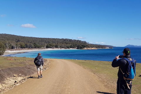 Maria Island National Park - Day Walk And Picnic Lunch - Accommodation ACT 14