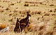 Maria Island National Park - Day Walk And Picnic Lunch - thumb 9