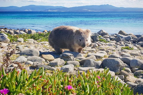 Maria Island National Park - Day Walk And Picnic Lunch - Accommodation ACT 7