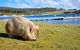 Maria Island National Park - Day Walk And Picnic Lunch - thumb 21