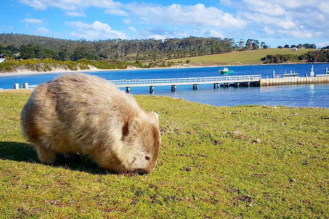 Maria Island National Park - Day Walk And Picnic Lunch - Accommodation ACT 21