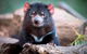 Small Group Tasmanias Wilderness And Wildlife Day Tour - thumb 1