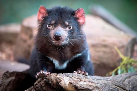 Small Group Tasmanias Wilderness And Wildlife Day Tour - Accommodation ACT 1