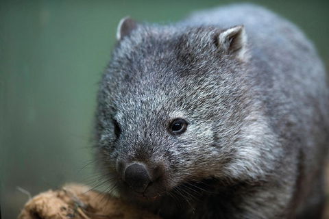 Small-group Tour From Hobart: Derwent River Valley And Coal River Valley - Accommodation ACT 3