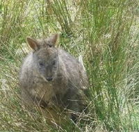 Leven Canyon Day Trip Including Wings Wildlife Park or Gunns Plains Caves from Devonport Ulverstone or Burnie - Accommodation ACT