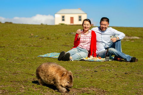 Wineglass Bay And Maria Island Wildlife Scenic Flight From Hobart - Accommodation ACT 2