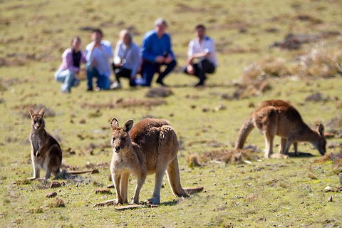 Wineglass Bay And Maria Island Wildlife Scenic Flight From Hobart - Accommodation ACT 15
