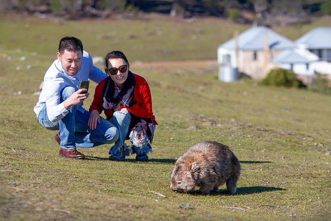 Wineglass Bay And Maria Island Wildlife Scenic Flight From Hobart - Accommodation ACT 4