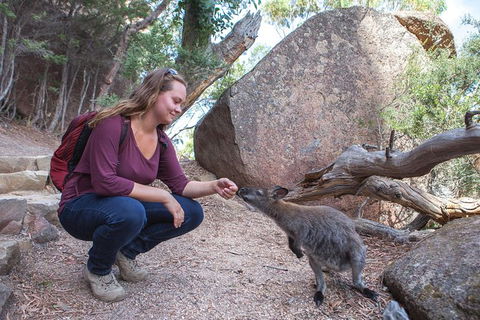 Active Day Tour One-Way From Hobart To Launceston With Wineglass Bay - Accommodation ACT 9