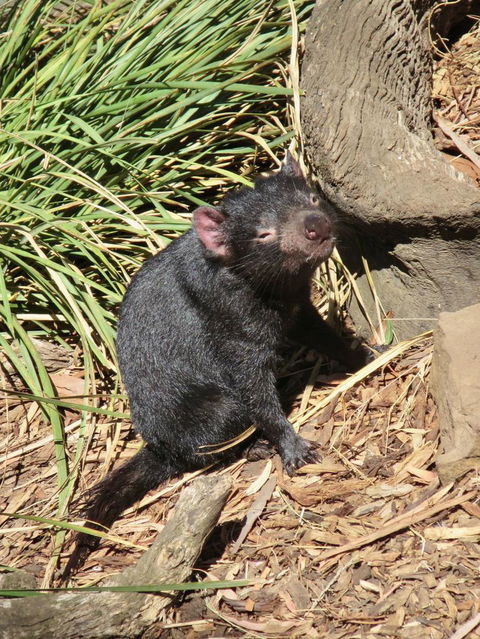 Small-Group Tour From Hobart: Mt Wellington, Bonorong Wildlife Park And Richmond - Accommodation ACT 7