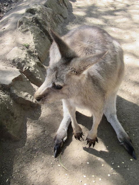 Small-Group Tour From Hobart: Mt Wellington, Bonorong Wildlife Park And Richmond - Accommodation ACT 6