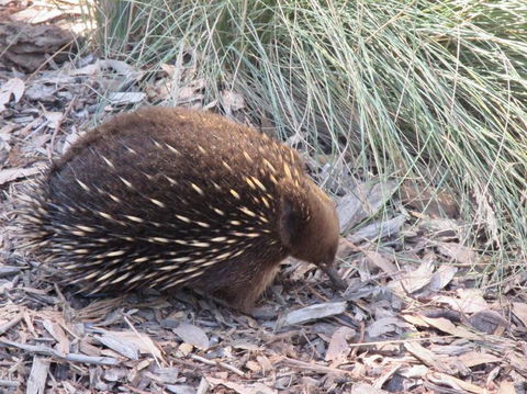 Small-Group Tour From Hobart: Mt Wellington, Bonorong Wildlife Park And Richmond - Accommodation ACT 9