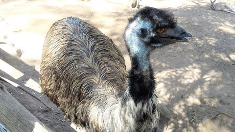 Small-Group Tour From Hobart: Mt Wellington, Bonorong Wildlife Park And Richmond - Accommodation ACT 18