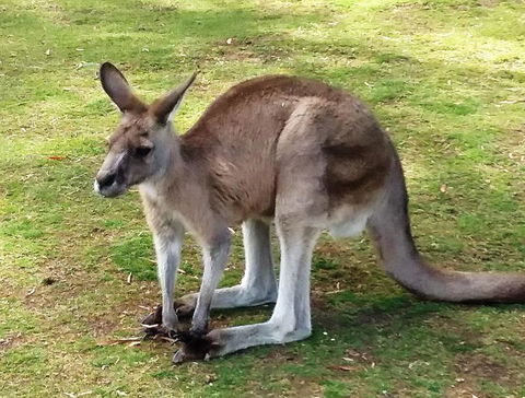 Small-Group Tour From Hobart: Mt Wellington, Bonorong Wildlife Park And Richmond - Accommodation ACT 17