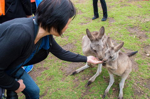 Small-Group Tour From Hobart: Mt Wellington, Bonorong Wildlife Park And Richmond - Accommodation ACT 15