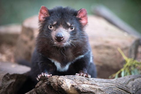 Small-Group Tour From Hobart: Mt Wellington, Bonorong Wildlife Park And Richmond - Accommodation ACT 26