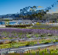 Private Tasman Peninsula Cruise Ship Tour from Port Arthur - Accommodation ACT