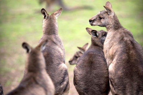 Private Mt Wellington, Richmond, Bonorong Wildlife Sanctuary Tour From Hobart - Accommodation ACT 1