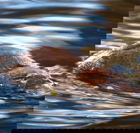 Wild-Platypus 2 hour wildlife tour - Accommodation ACT