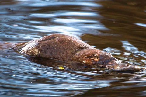 Wild-Platypus 2 Hour Wildlife Tour - Accommodation ACT 0